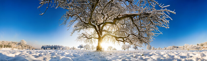 Magnificent panoramic winter scenery with a large tree in snow