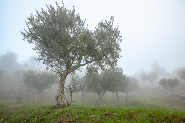 Foggy Olive Grove in Douro Valley  Landscape  in Winter