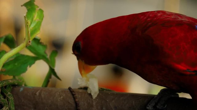 Chattering Lory eating fruit