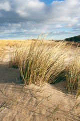 grass at sandy dune, baltic sea