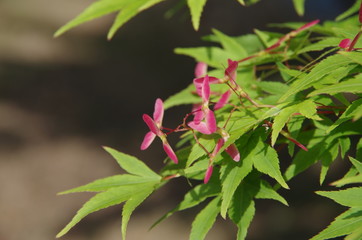 もみじの花