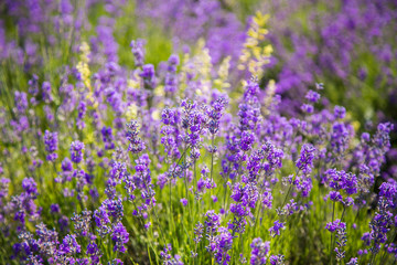 Naklejka premium Lavender bushes closeup on sunset. Sunset gleam over purple flowers of lavender. Bushes on the center of picture and sun light on the left. Provence region of france