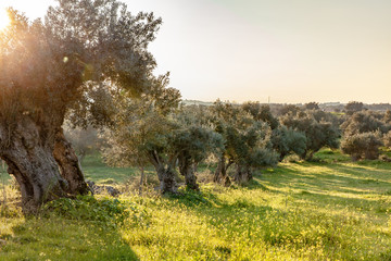 old olive trees grove in bright morning  sunlight Alentejo Landscape