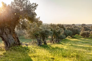 Fototapeten old olive trees grove in bright morning  sunlight Alentejo Landscape © Alice_D