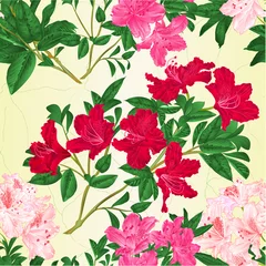 Poster Seamless texture branch light pink pink and red flowers rhododendron  mountain shrub vintage vector illustration editable hand draw © zdenat5