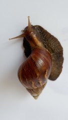 snail, with a white background