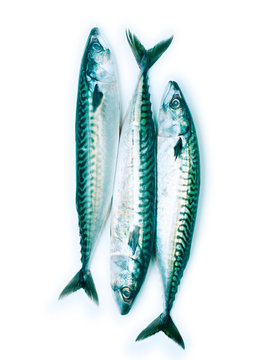 Maquereaux