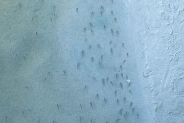 Flock of small fish in the river underwater. Lots of fish.
