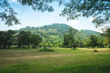 grass field with mountain on background with tree branch on top in nice weather day