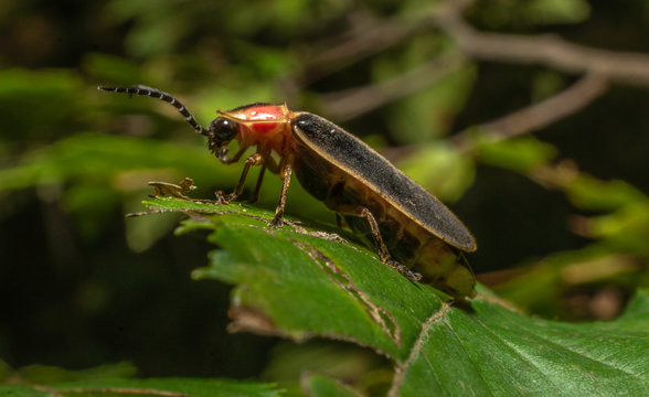 Macro firefly on a leaf