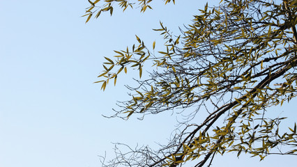 나무가지와 댜나무잎