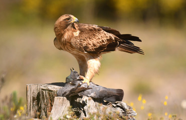 An eagle walking with a dam in spring