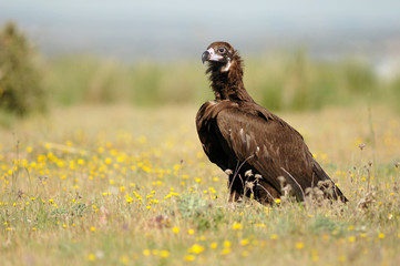 A black vulture in spring
