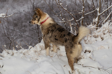 The alpha male of the Australian Shepherd  dominates the winter forest. The predator controls its territory. Bypass possession.