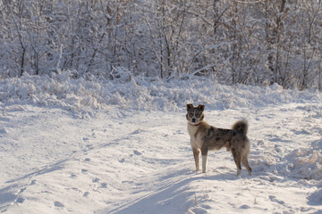 The alpha male of the Australian Shepherd  dominates the winter forest. The predator controls its territory. Bypass possession.