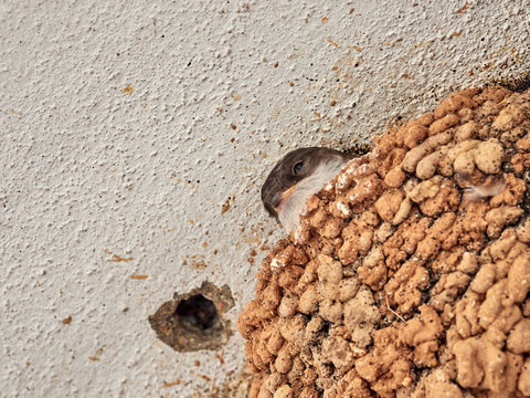 Swallow baby waiting in the nest for their parents, village of Bolbaite, Spain