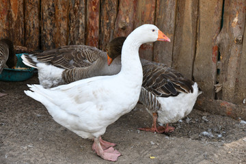 Geese on the farm