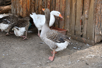 Geese on the farm