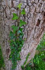 Ivy in Oak forest, Liendo, Liendo Valley, Montaña Oriental Costera, Cantabrian Sea, Cantabria, Spain, Europe