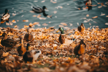 Autumn leaves in water