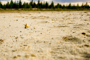 Electric plug lying on the sand. Sandy wasteland, in the distance you can see the forest.