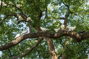 A group of white pigeons in the tree