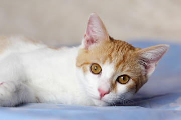 portrait of a lying white-red cat with brown eyes
