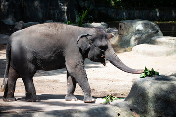 Fototapeta premium Captive asian elephant