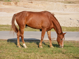 Fototapeta premium brown horse feeding grass.