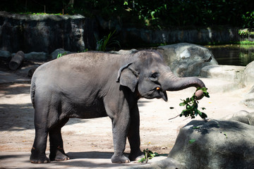Captive asian elephant with carrot in mouth and leaves in its trunk