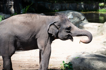 Fototapeta premium Captive asian elephant