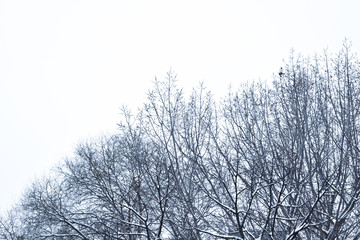 Tree braches covered with snow