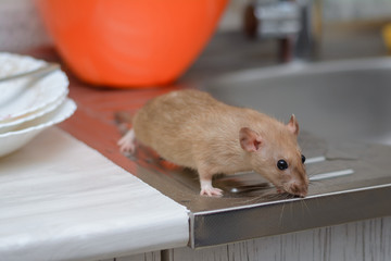 the rat eats the rest of the food from dirty dishes and kitchen utensils in the home kitchen. unsanitary conditions