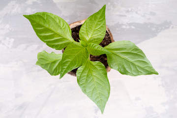 Paprika seedling sprout in the peat pots. Gardening concept. Top view. Copy space.