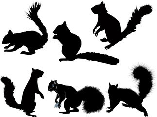 six black squirrels isolated on white background