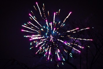 Fireworks behind a tree at new years eve