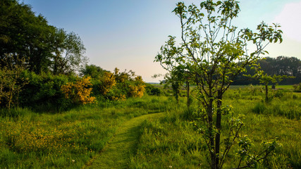 Fototapeta na wymiar Typical dutch landscape in the summer