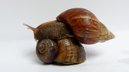 snail, with a white background
