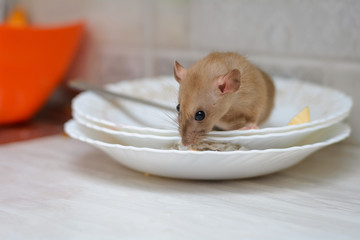 the rat eats the rest of the food from dirty dishes and kitchen utensils in the home kitchen. unsanitary conditions