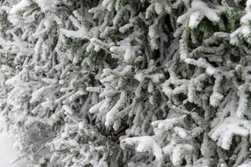 Snow covered spruce branches