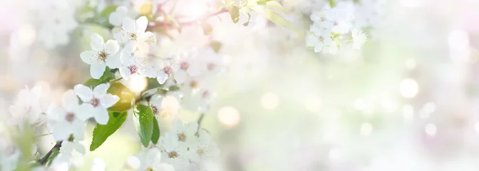 Foto auf Acrylglas Frühling mit Kirschblüten © gudrun