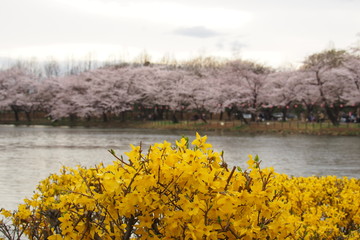 レンギョウとサクラ