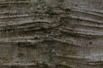 Close-up textura de tronco de árvore