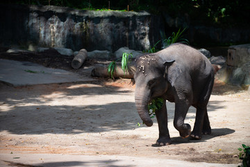 Captive Asian Elephant