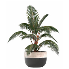 Obraz premium decorative palm