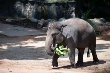 Naklejka premium Captive Asian Elephant