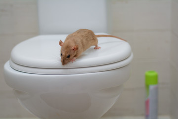 rat sitting on the lid of the toilet