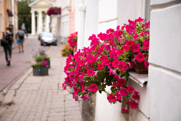 Fototapeta na wymiar Flowers on the window in old town. Lithuania, Vilnius
