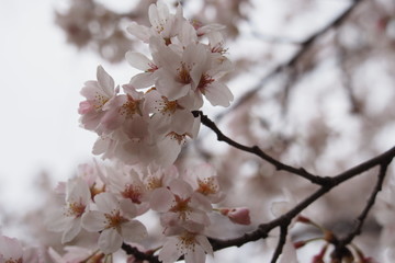 花曇りの下、桜咲く