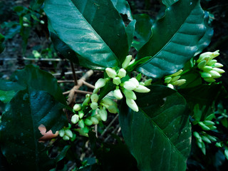 Coffee trees and flowers of non-blooming coffee trees